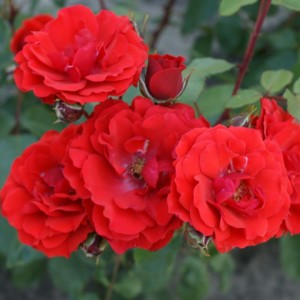 Kanados krūminė rožė / Rosa ADELAIDE HOODLESS