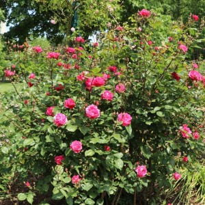 Krūminė Kanados rožė / Shrub Rose ALEXANDER MACKENZIE