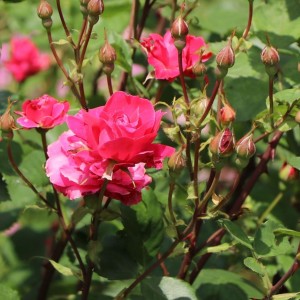 Krūminė Kanados rožė / Shrub Rose ALEXANDER MACKENZIE