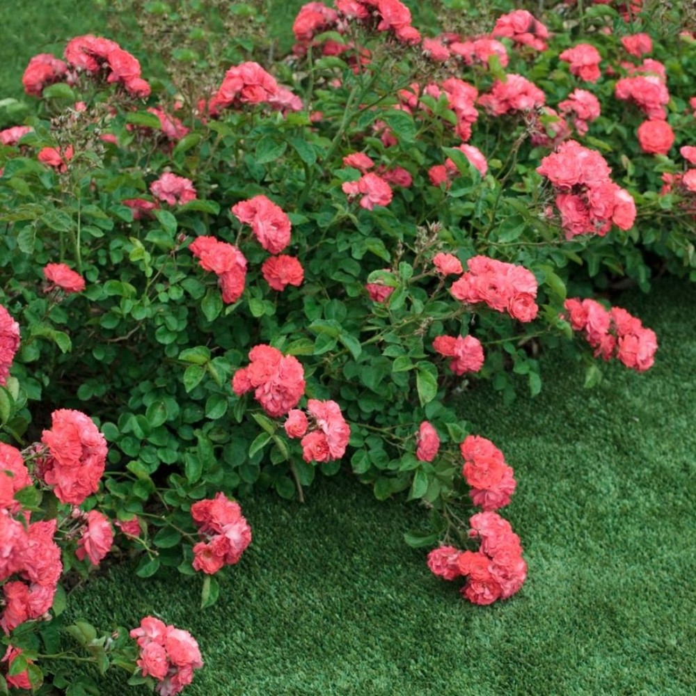 Besidriekianti rožė / Rosa CORAL DRIFT®