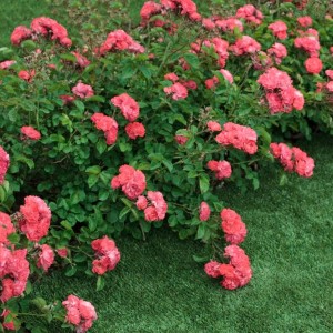 Besidriekianti rožė / Rosa CORAL DRIFT®