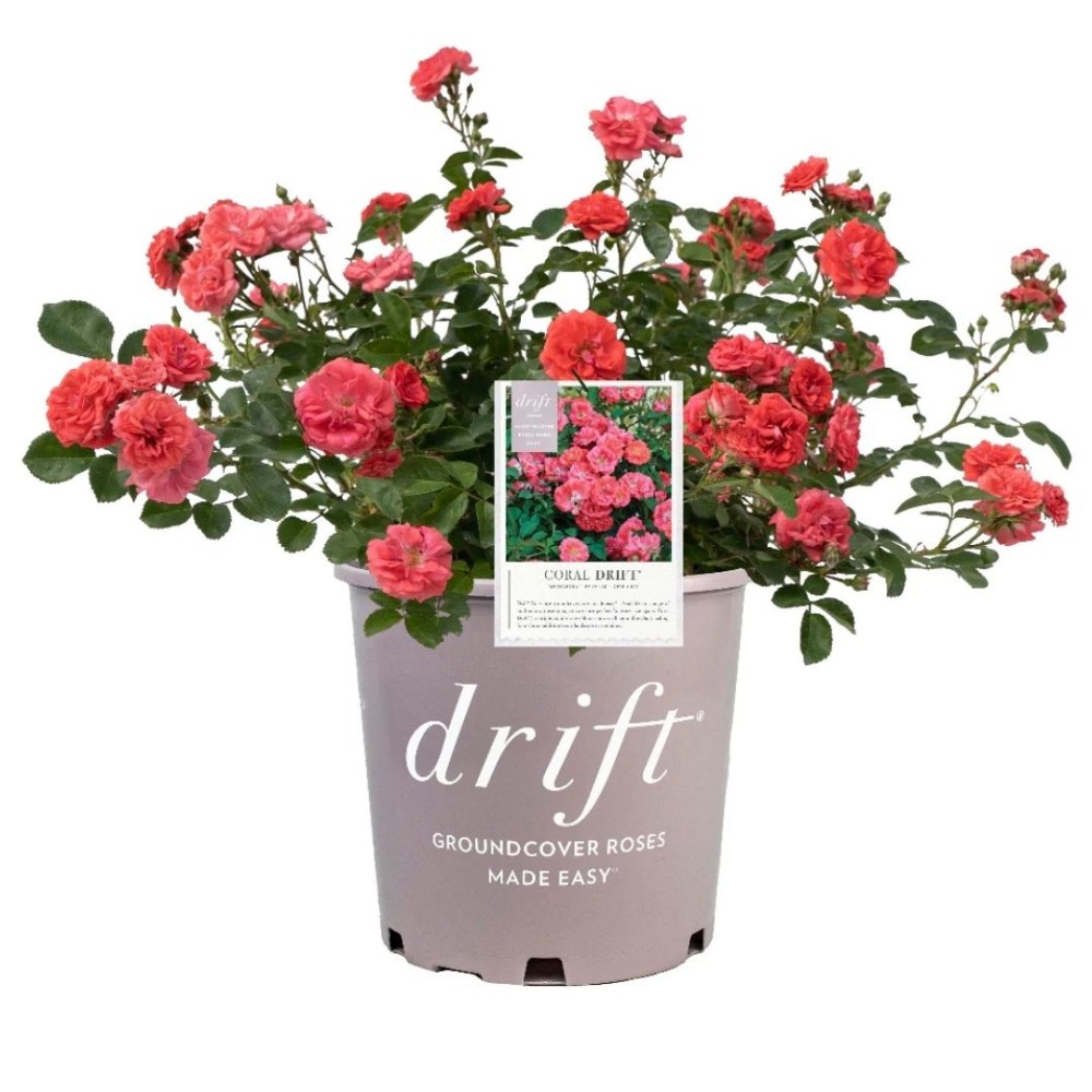 Besidriekianti rožė / Rosa CORAL DRIFT®