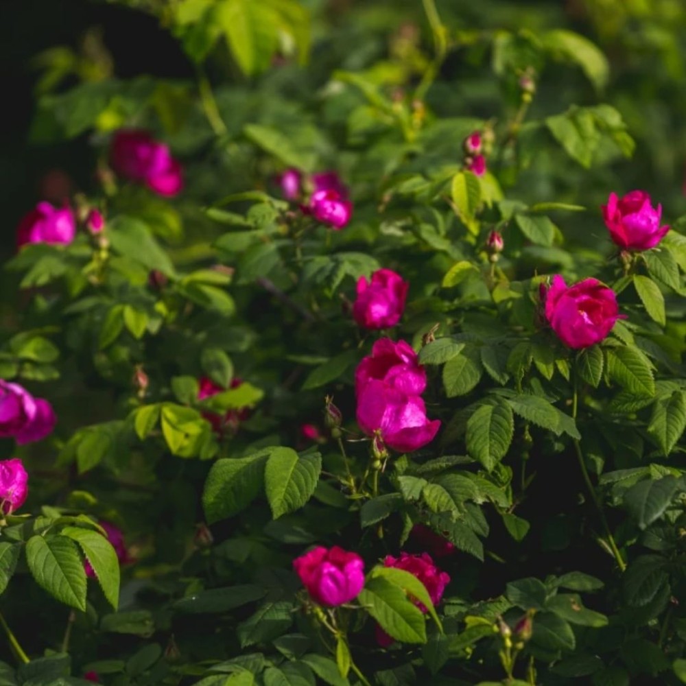 Raukšlėtalapė rožė / Rosa rugosa EMOTION