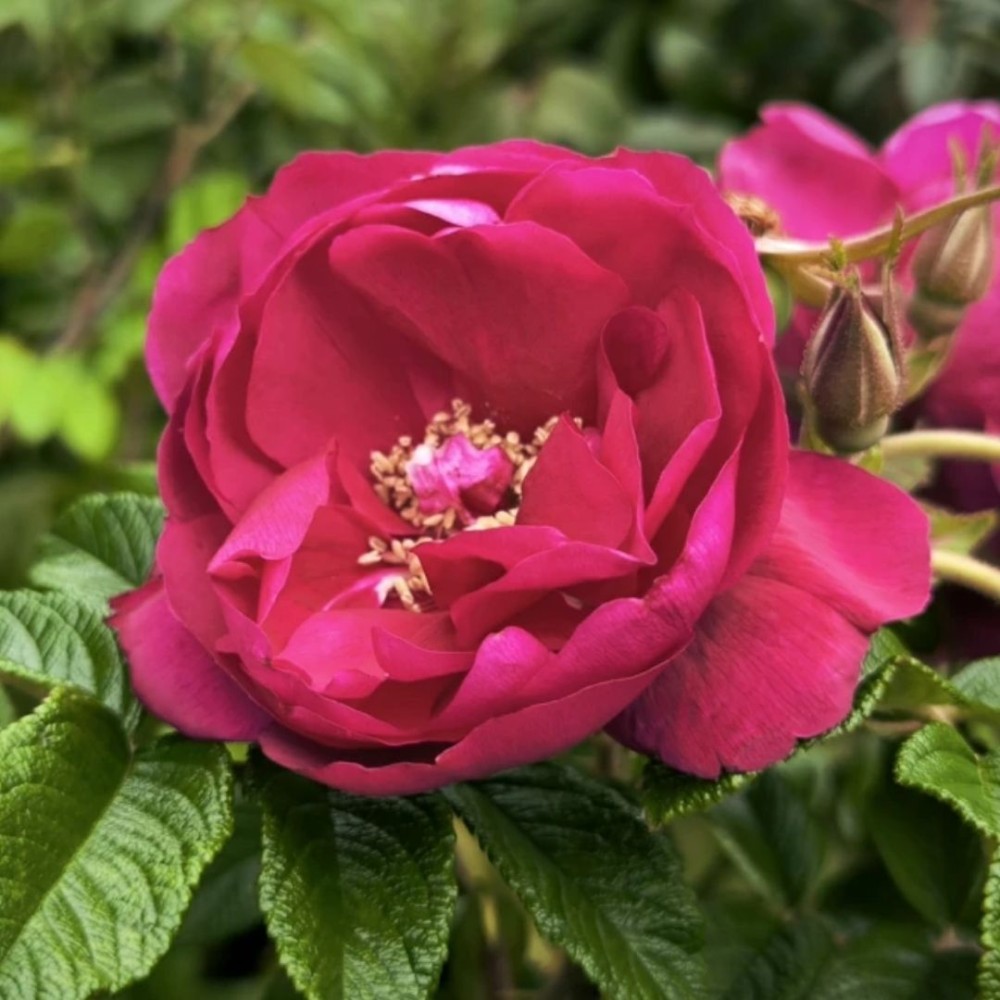 Raukšlėtalapė rožė / Rosa rugosa EMOTION