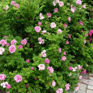 Raukšlėtalapė rožė / Rosa JENS MUNK