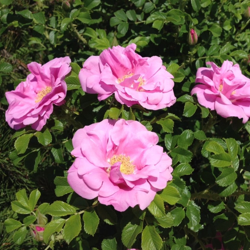 Raukšlėtalapė rožė / Rosa JENS MUNK