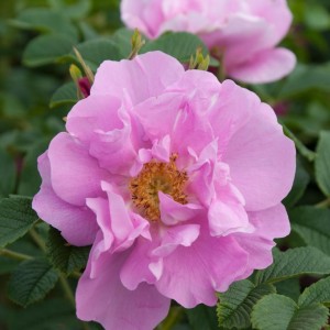 Raukšlėtalapė rožė / Rosa JENS MUNK