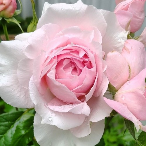 Rožė 'LAMBERT CLOSSE'