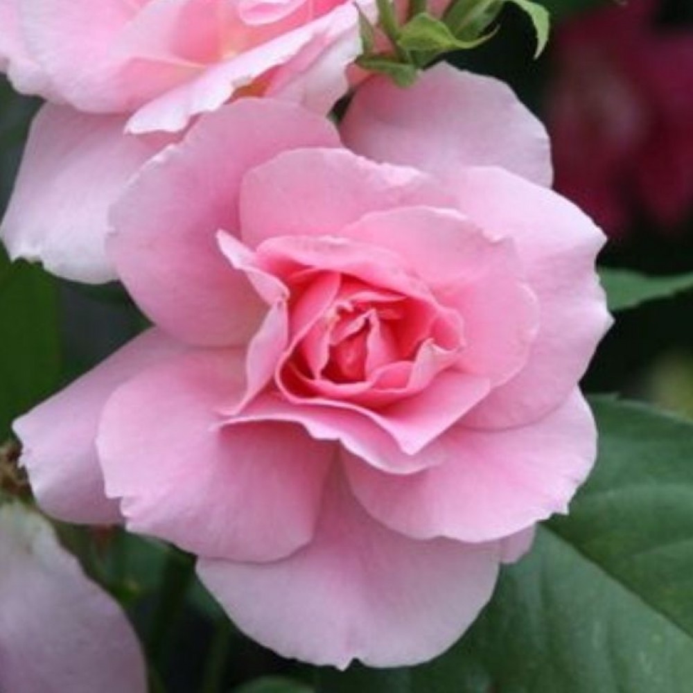 Rožė 'LAMBERT CLOSSE'