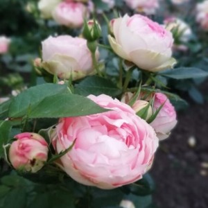 Rožė 'LOVELY ROKOKO'