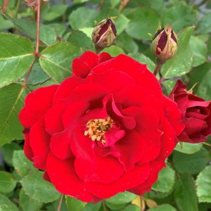 Arbatinė–hibridinė rožė / Rosa NICOLAS