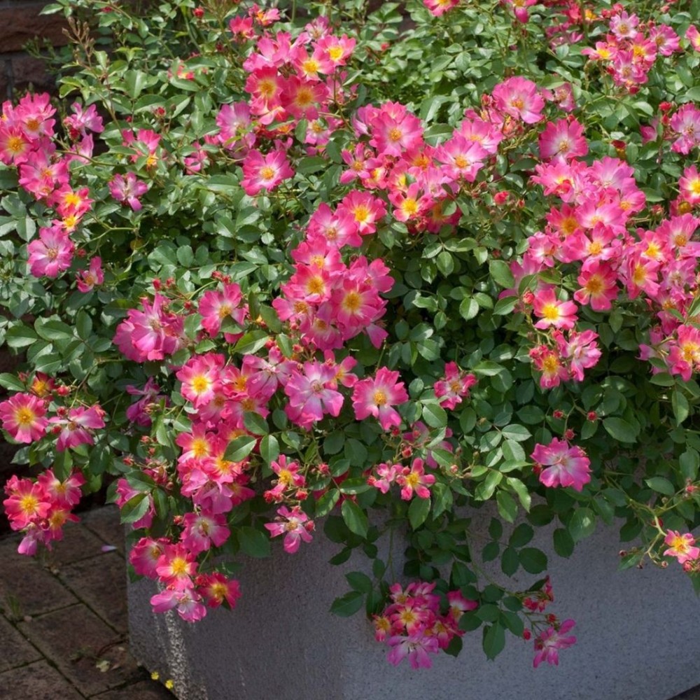 Besidriekianti rožė / Rosa PINK DRIFT®
