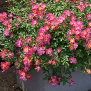 Besidriekianti rožė / Rosa PINK DRIFT®