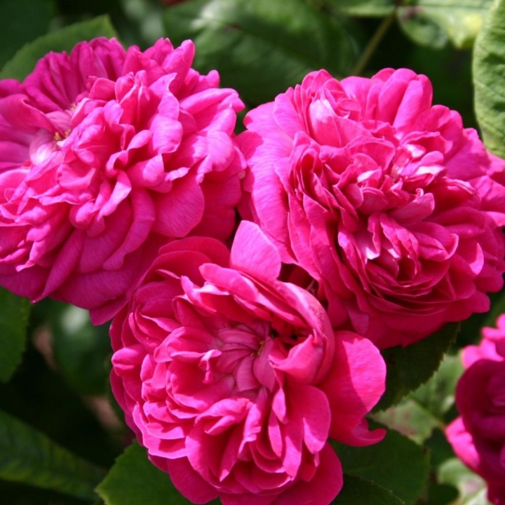 Portlando rožė / Portland rose ROSE DE RESCHT