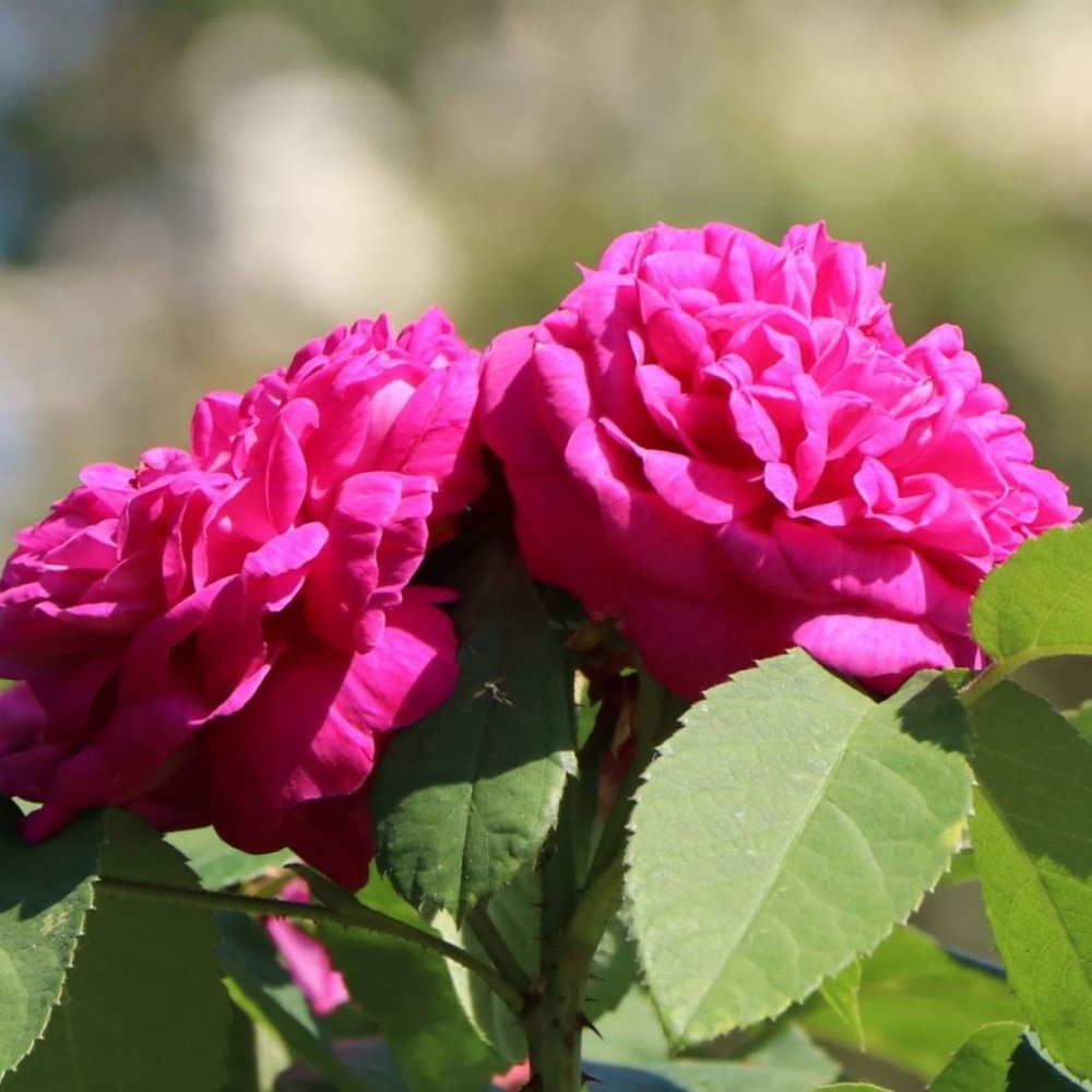 Portlando rožė / Portland rose ROSE DE RESCHT