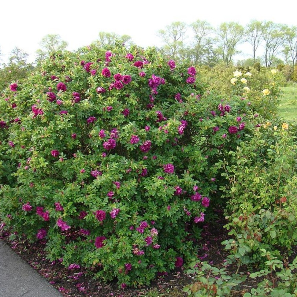 Portlando rožė / Portland rose ROSE DE RESCHT