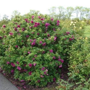 Portlando rožė / Portland rose ROSE DE RESCHT