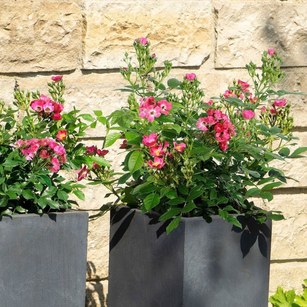 Miniatiūrinė rožė / Rosa 'ROSY BOOM MINI'