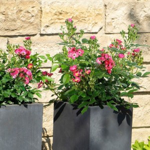 Miniatiūrinė rožė / Rosa 'ROSY BOOM MINI'