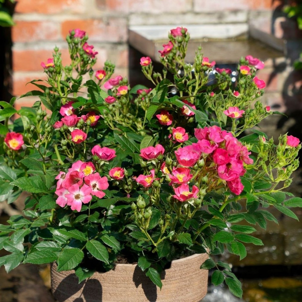 Miniatiūrinė rožė / Rosa 'ROSY BOOM MINI'