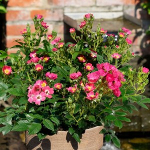 Miniatiūrinė rožė / Rosa 'ROSY BOOM MINI'