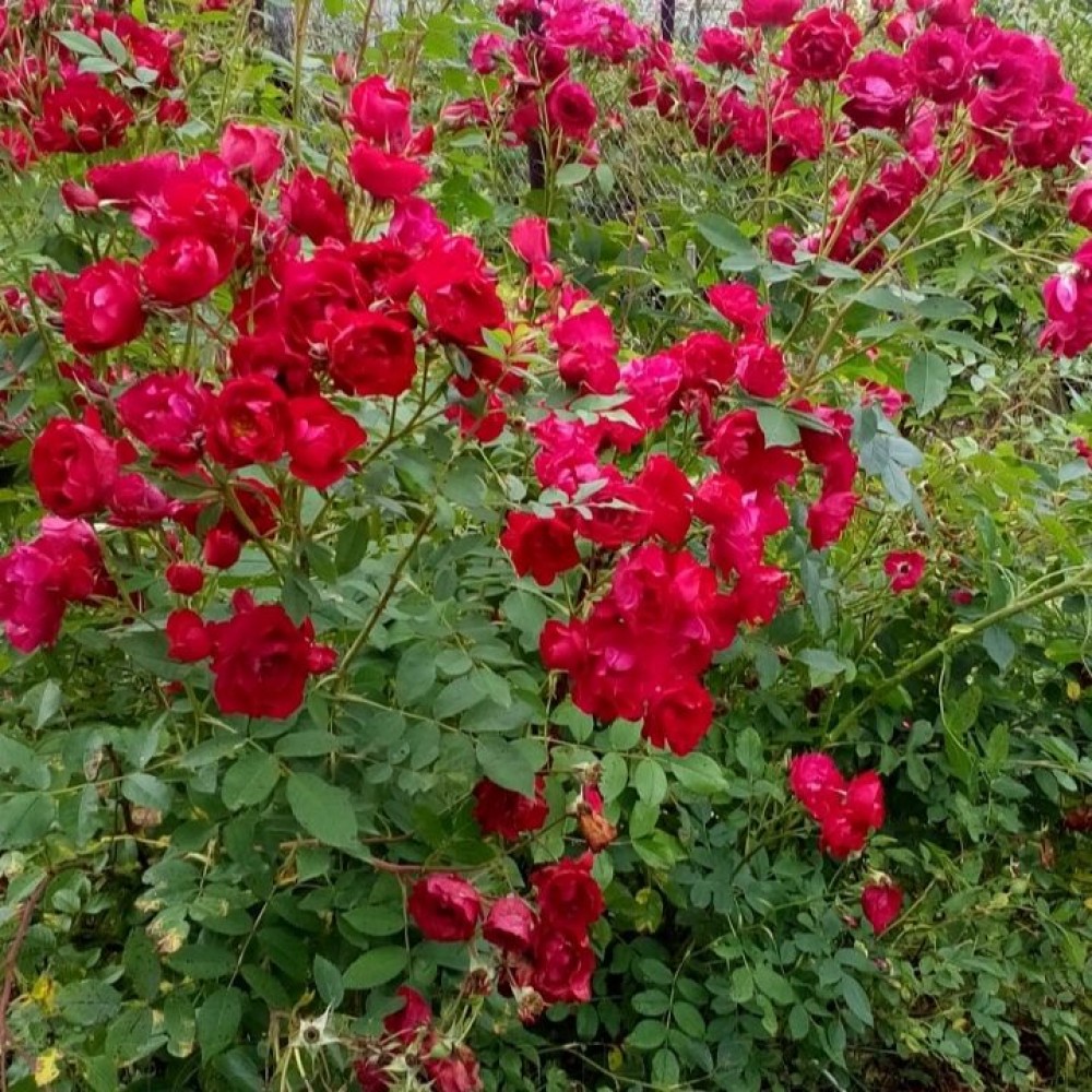 Kanados krūminė rožė / Rosa ADELAIDE HOODLESS