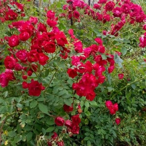 Kanados krūminė rožė / Rosa ADELAIDE HOODLESS
