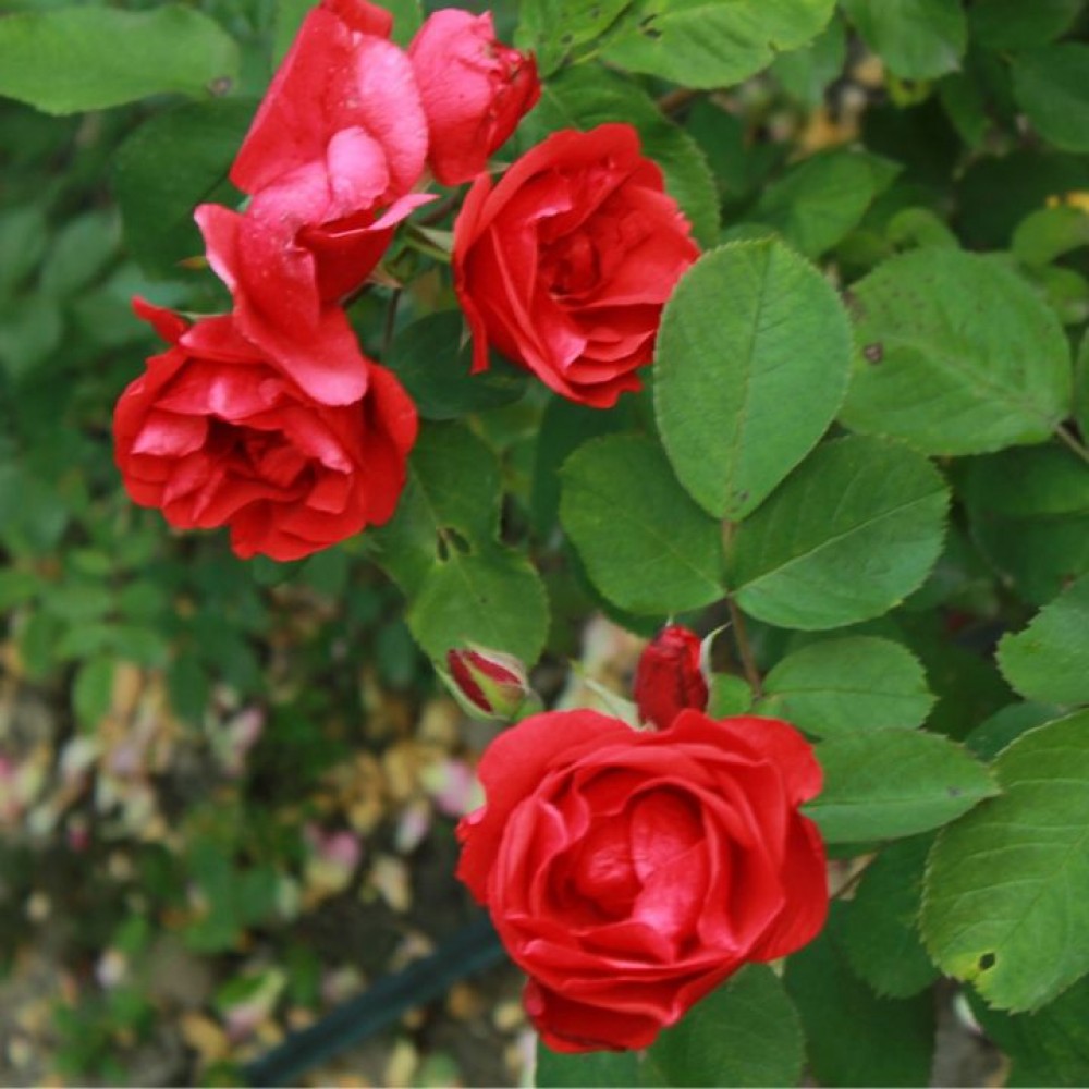 Rožė (Rosa) 'MORDEN FIREGLOW'