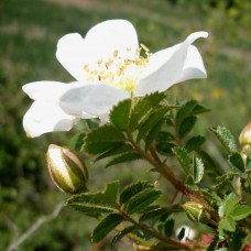 Erškėtis tankiadyglis (Rosa pimpinellifolia)