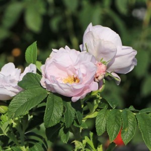 Raukšlėtalapė rožė / Rosa SCHNEEKOPPE