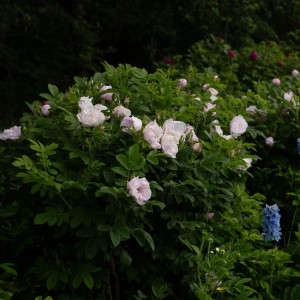 Raukšlėtalapė rožė / Rosa SCHNEEKOPPE