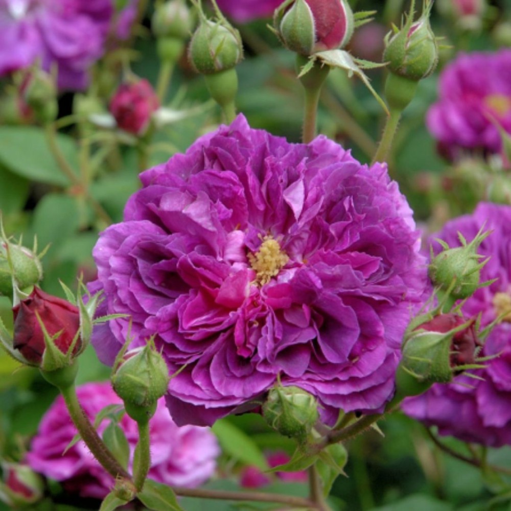 Remontantinė rožė / Rosa SOUVENIR D'ALPHONSE LAVALLÉE