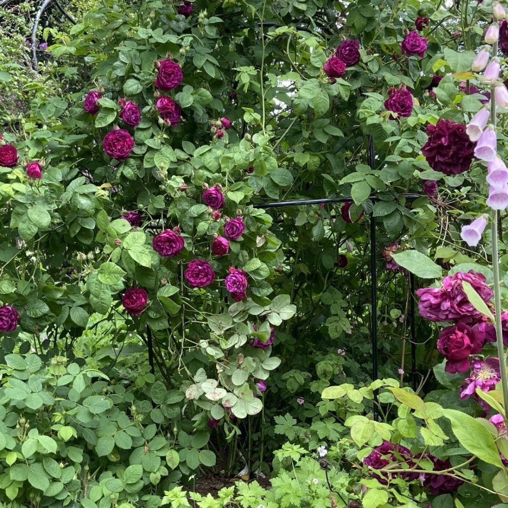 Remontantinė rožė / Rosa SOUVENIR D'ALPHONSE LAVALLÉE