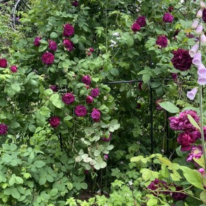 Remontantinė rožė / Rosa SOUVENIR D'ALPHONSE LAVALLÉE