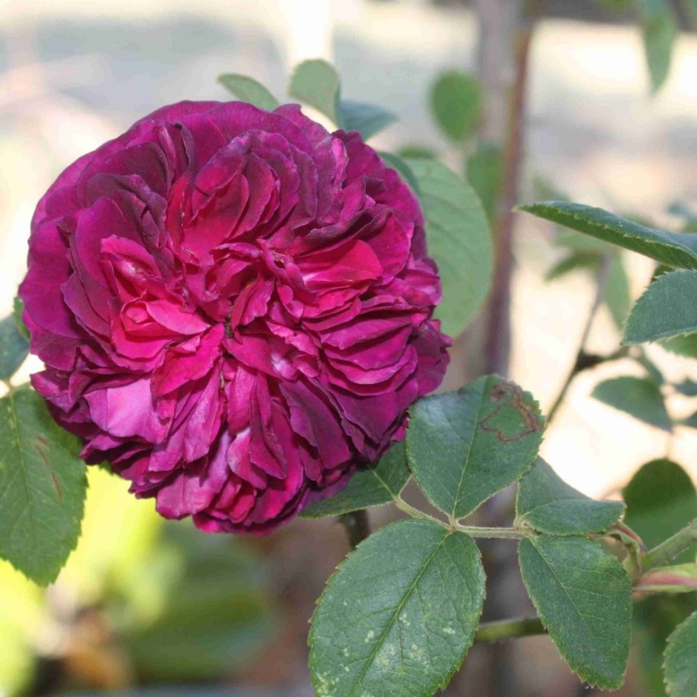 Remontantinė rožė / Rosa SOUVENIR D'ALPHONSE LAVALLÉE
