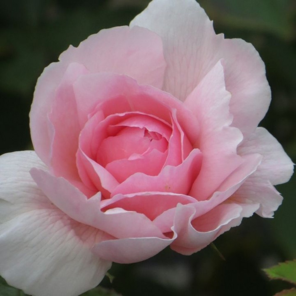 Rožė 'THE WEDGWOOD ROSE'®