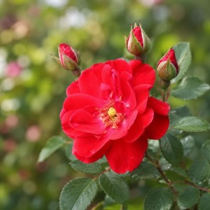 Arbatinė–hibridinė rožė / Rosa NICOLAS