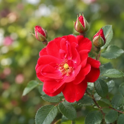 Arbatinė–hibridinė rožė / Rosa NICOLAS