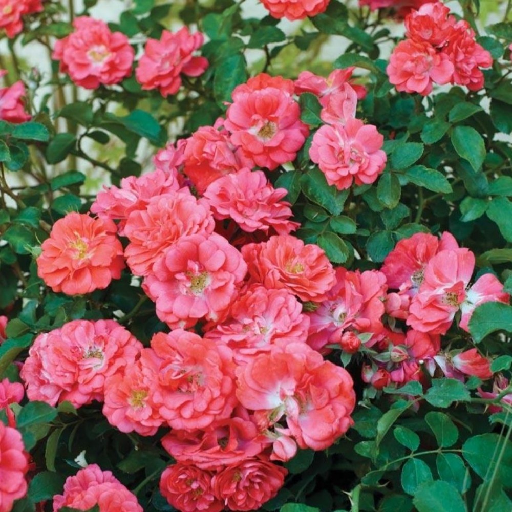 Besidriekianti rožė / Rosa CORAL DRIFT®