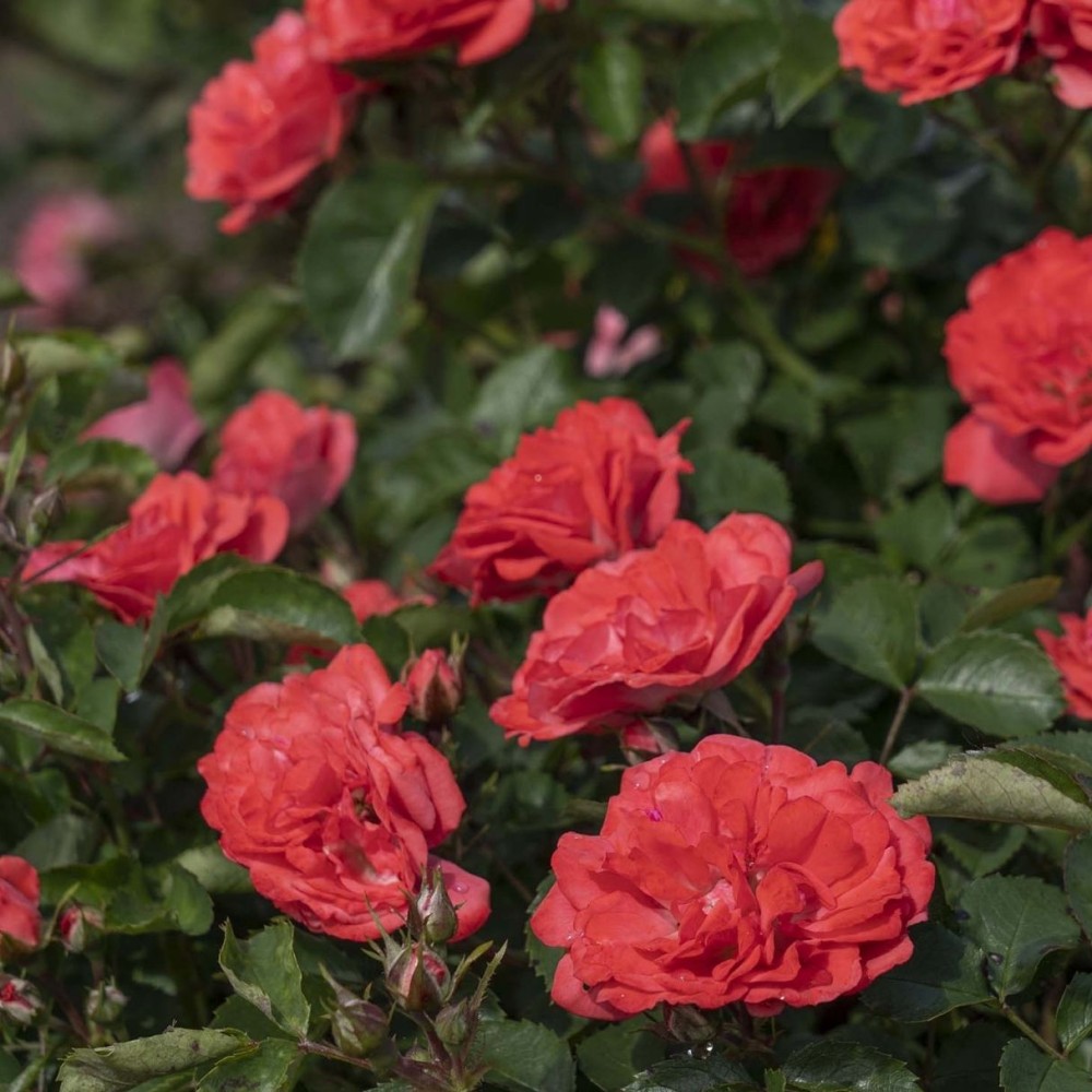 Besidriekianti rožė / Rosa CORAL DRIFT®