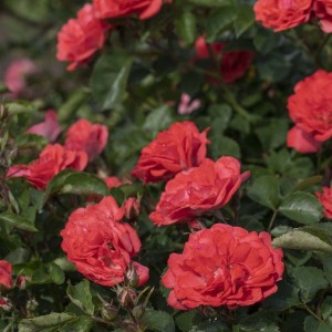 Besidriekianti rožė / Rosa CORAL DRIFT®