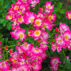 Besidriekianti rožė / Rosa PINK DRIFT®