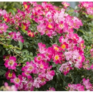 Besidriekianti rožė / Rosa PINK DRIFT®