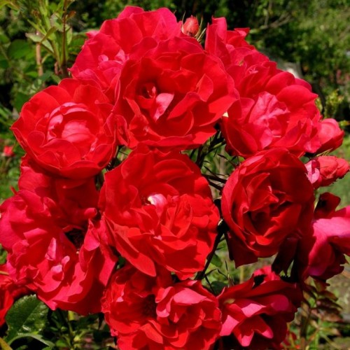 Kanados krūminė rožė / Rosa ADELAIDE HOODLESS
