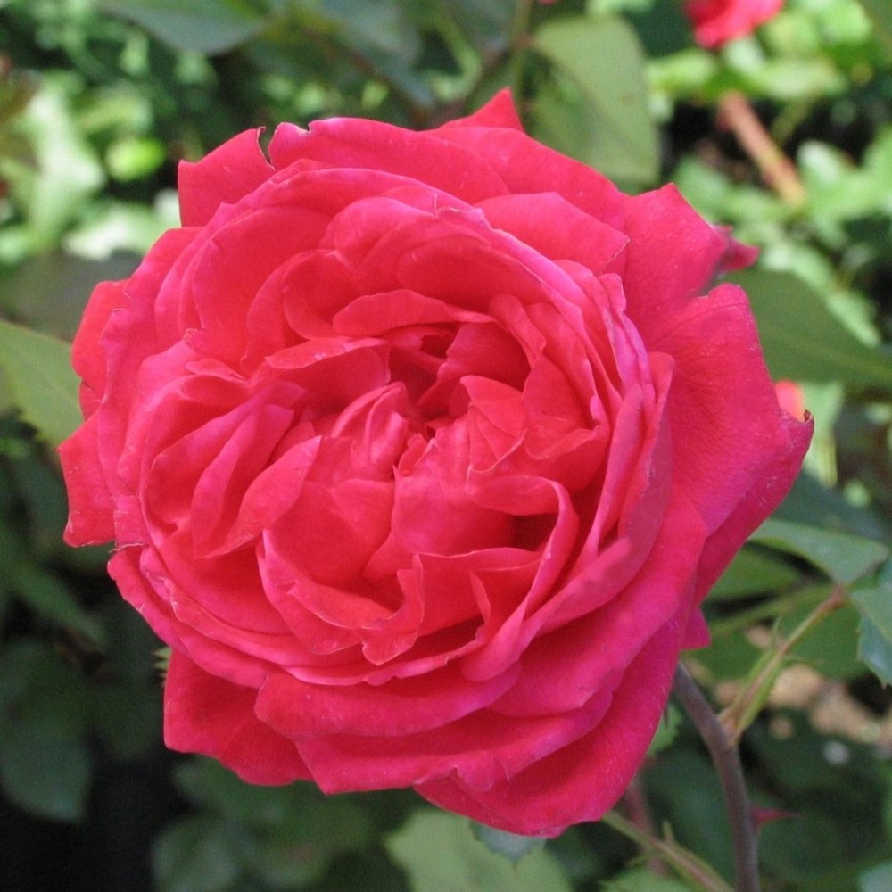 Krūminė Kanados rožė / Shrub Rose ALEXANDER MACKENZIE