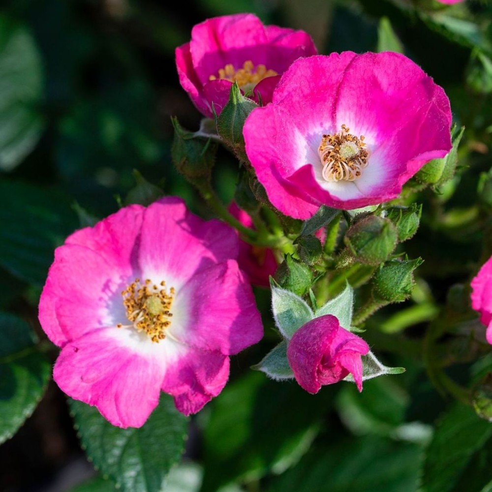 Miniatiūrinė rožė / Rosa 'ROSY BOOM MINI'