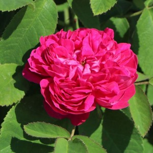 Portlando rožė / Portland rose ROSE DE RESCHT