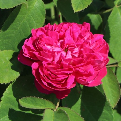 Portlando rožė / Portland rose ROSE DE RESCHT