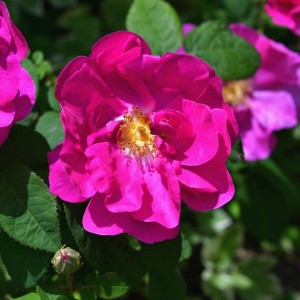 Raukšlėtalapė rožė / Rosa EXCEPTION ROTES MEER
