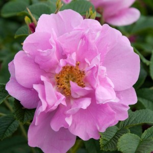 Raukšlėtalapė rožė / Rosa JENS MUNK